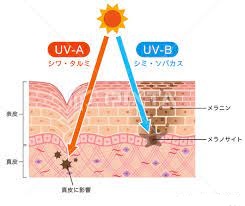 レチノール効果!若返りの美容成分でシミ・シワ・タルミよさようなら…!